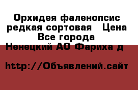 Орхидея фаленопсис редкая сортовая › Цена ­ 800 - Все города  »    . Ненецкий АО,Фариха д.